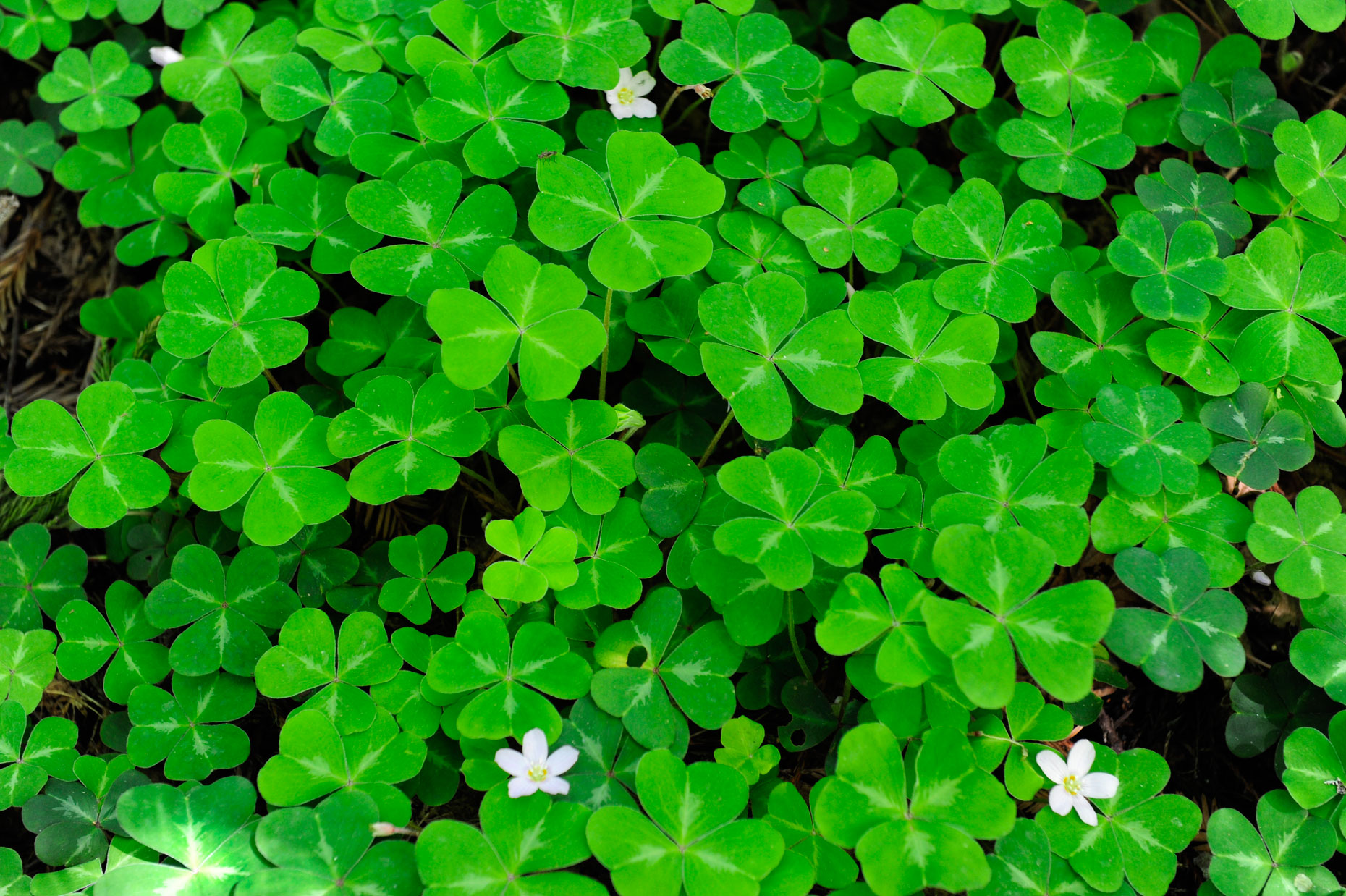 25-clover_DSC0828-2